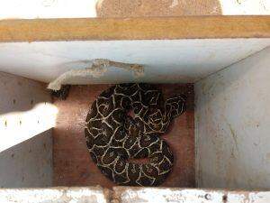 Continua a 'invasão das cobras' em MS: jararaca e jibóia são capturadas em Campo Grande