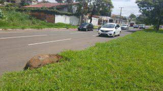 Ao lado do Parque das Nações, capivara é atropelada e abandonada em canteiro central