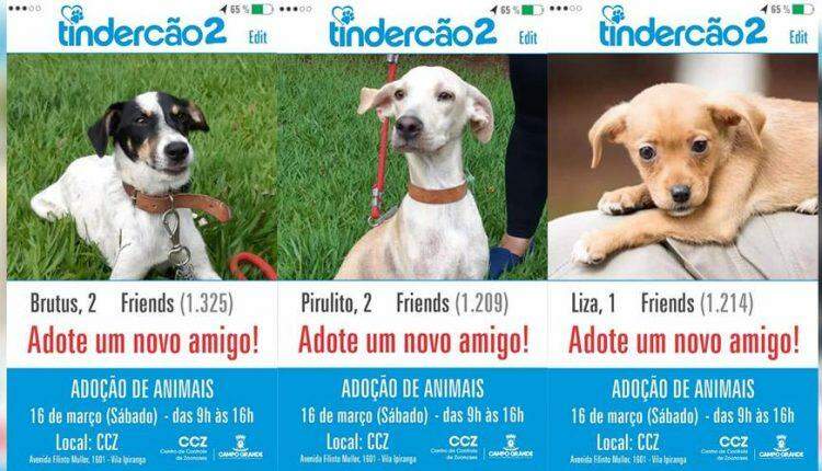 'Tindercão 2': CCZ realiza segunda feira de adoção de 2019 neste sábado na Capital
