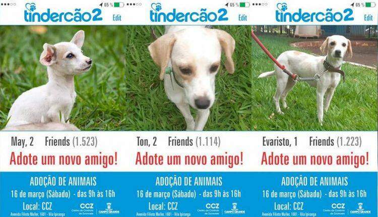 'Tindercão 2': CCZ realiza segunda feira de adoção de 2019 neste sábado na Capital