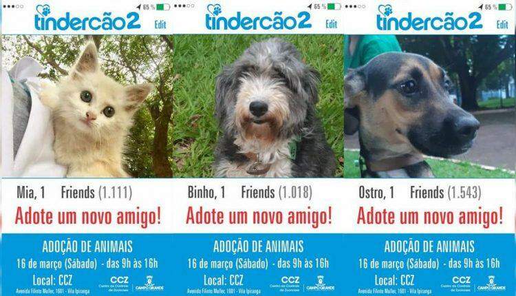 'Tindercão 2': CCZ realiza segunda feira de adoção de 2019 neste sábado na Capital