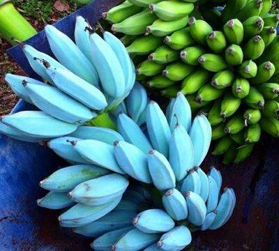 A banana azul que tem textura de sorvete e sabor de baunilha.