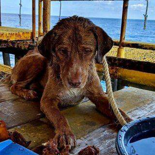 Cão é resgatado no mar após nadar 220 km