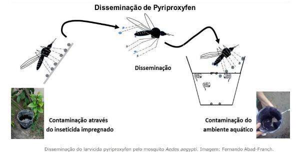 Pesquisador da UFGD cria armadilha para o mosquito da dengue