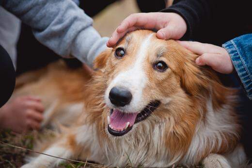 Vacinas, calor e carinho: tudo para seu animal não sofrer com o frio