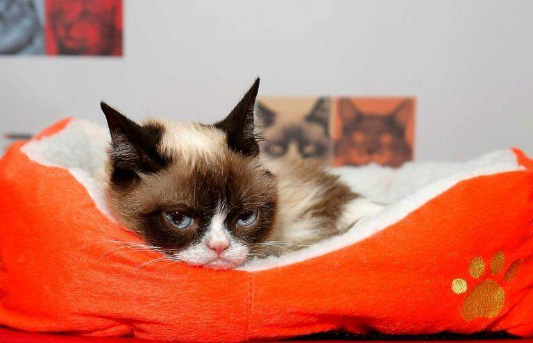 Morre Grumpy Cat, gata 'rabugenta' que se tornou uma lenda da internet