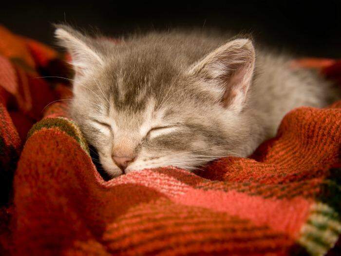 Vacinas, calor e carinho: tudo para seu animal não sofrer com o frio