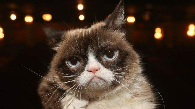 Morre Grumpy Cat, gata 'rabugenta' que se tornou uma lenda da internet