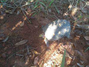 Ouriço no portão impedia moradora de sair de casa para trabalhar