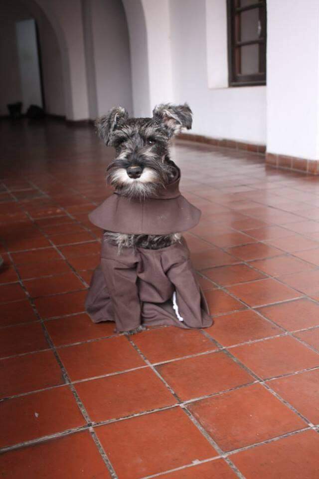 Frei Bigode, o cãozinho que foi adotado por monges franciscanos .