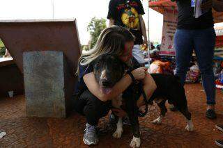 Ação Conjunta irá ajudar 600 animais de abrigos da Capital