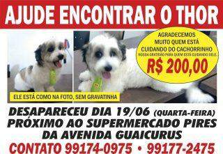 Dono de cachorro que sumiu na Guaicurus oferece R$ 200 para quem achar o animal