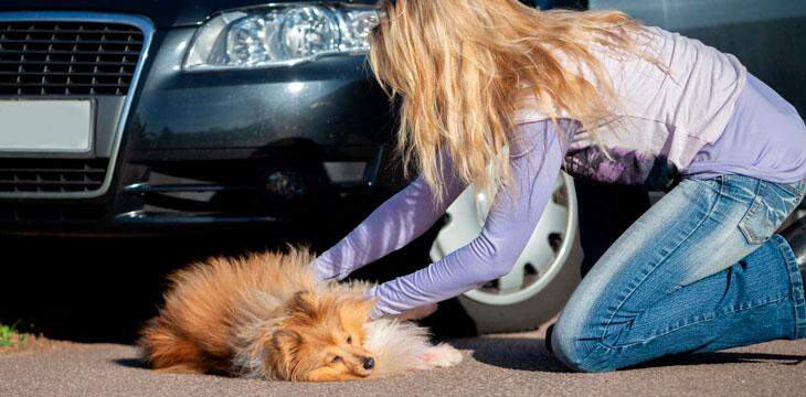 Prestar socorro a animal atropelado pode virar obrigação do motorista