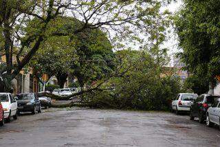 Queda de árvore fecha rua e danifica carros no centro de Campo Grande