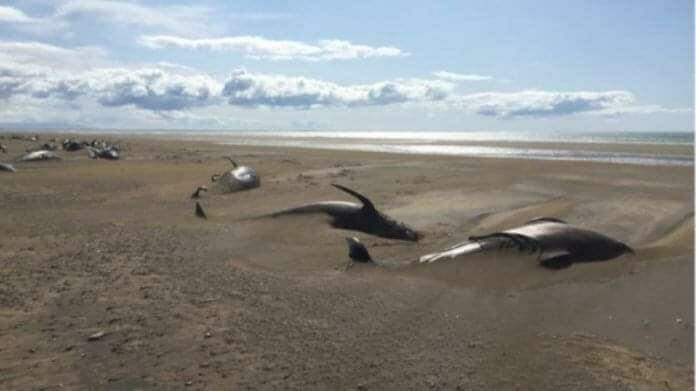 Cerca de 50 baleias mortas são vistas em praia da Islândia