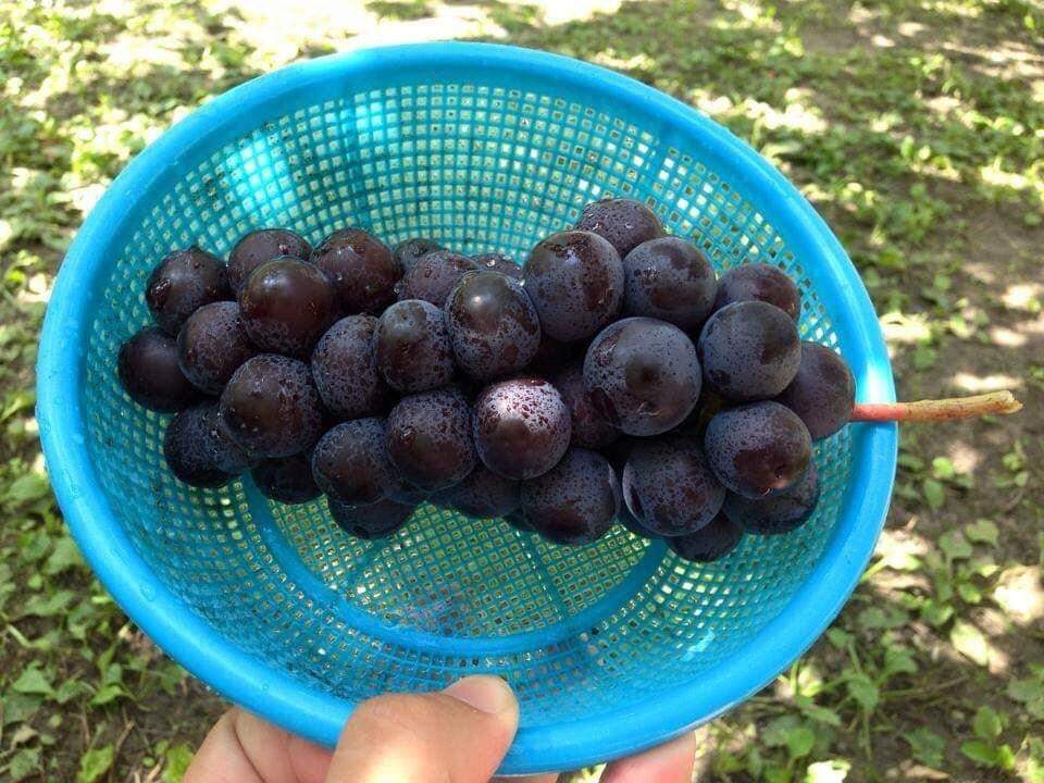 No Japão, piquenique com degustação de uvas da plantação.