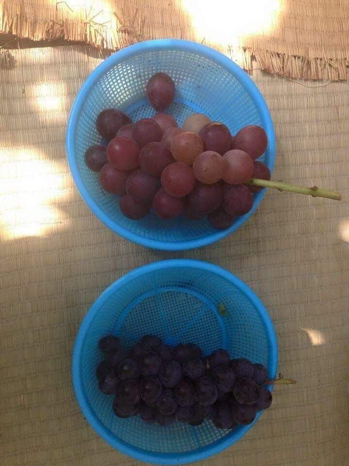 No Japão, piquenique com degustação de uvas da plantação.