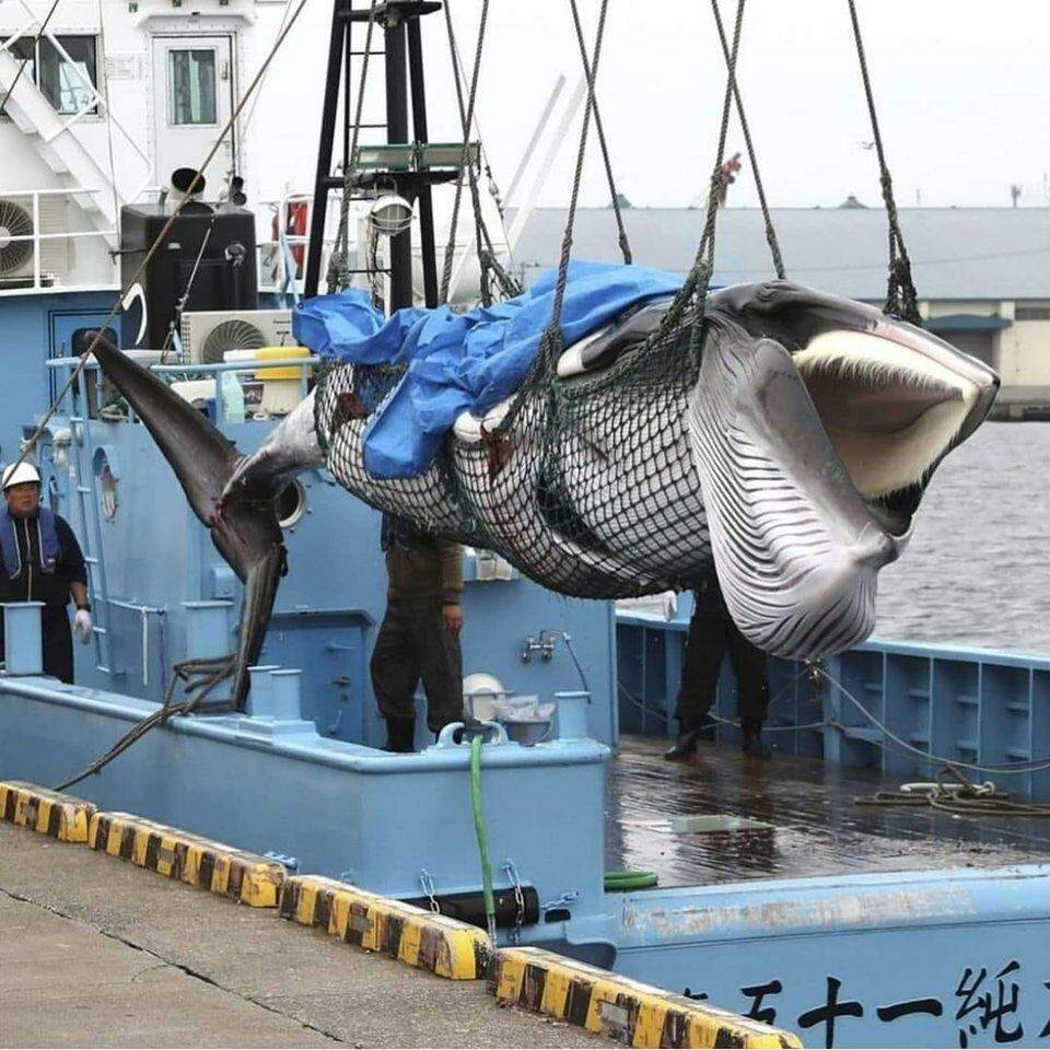 Após 33 anos, Japão volta a legalizar caça comercial de baleias