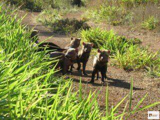 Raros e em extinção, cachorros-vinagre são atropelados na BR-262