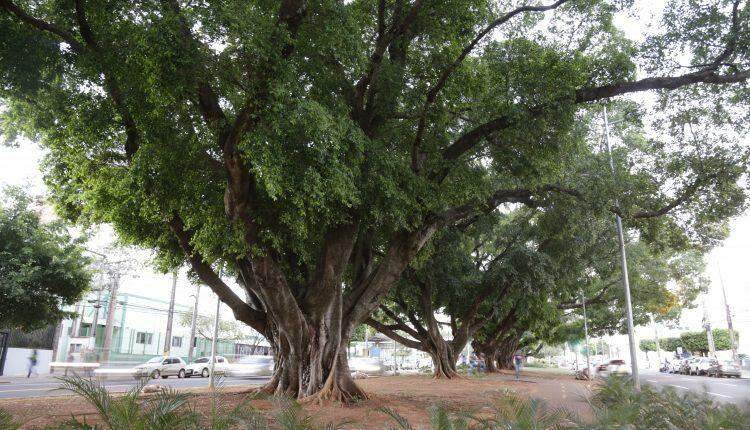 #CG120: Espetáculo à parte, árvores são orgulho da Capital mais arborizada do país