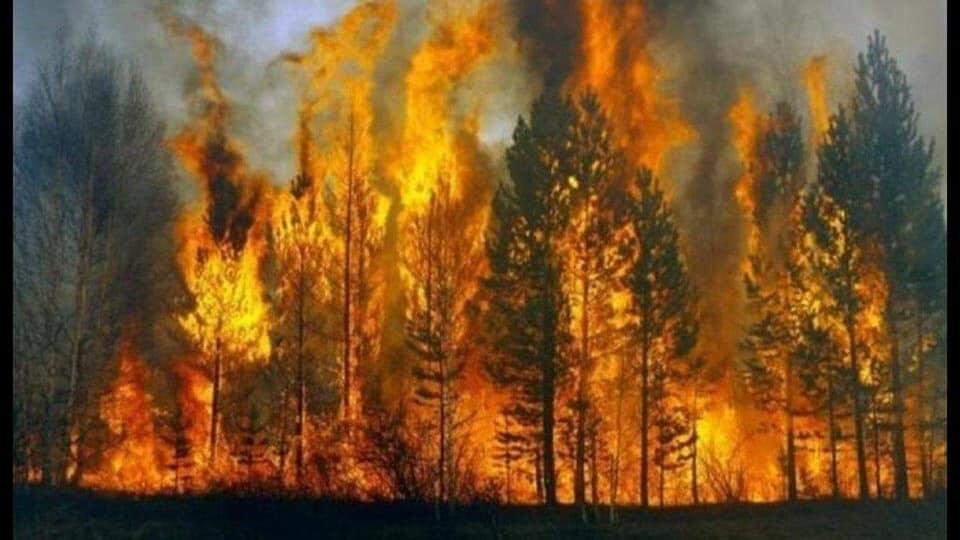 Incêndios florestais devastam Sibéria