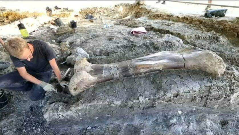 Osso de dinossauro gigante é encontrado na França.