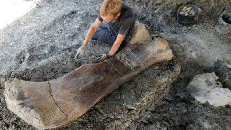 Osso de dinossauro gigante é encontrado na França.