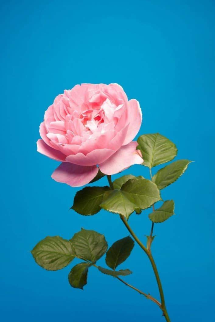 A Rosa inglesa por Luke Stephenson