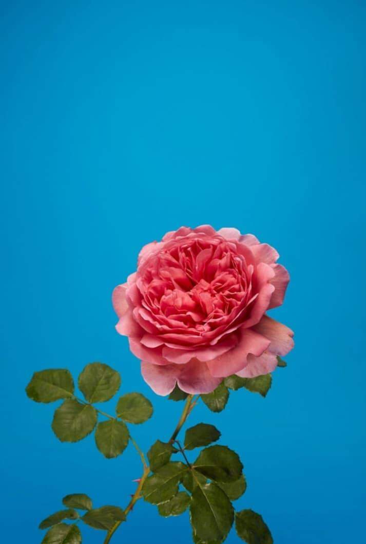 A Rosa inglesa por Luke Stephenson