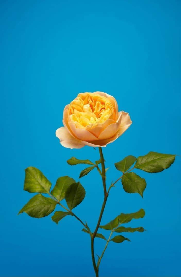 A Rosa inglesa por Luke Stephenson