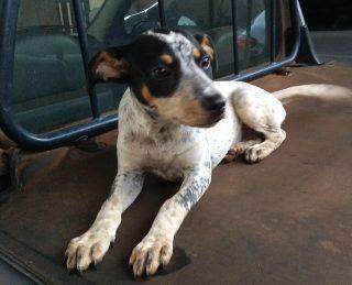 VÍDEO: Dono abandona cachorrinha no Monte Castelo e moradora resgata