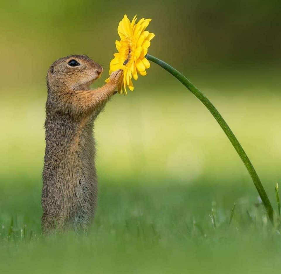 Fotógrafo captura esquilo cheirando uma flor amarela