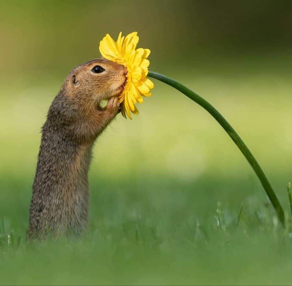Fotógrafo captura esquilo cheirando uma flor amarela
