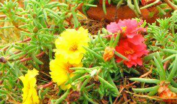 Decoração: 3 flores para deixar sua casa mais colorida na primavera