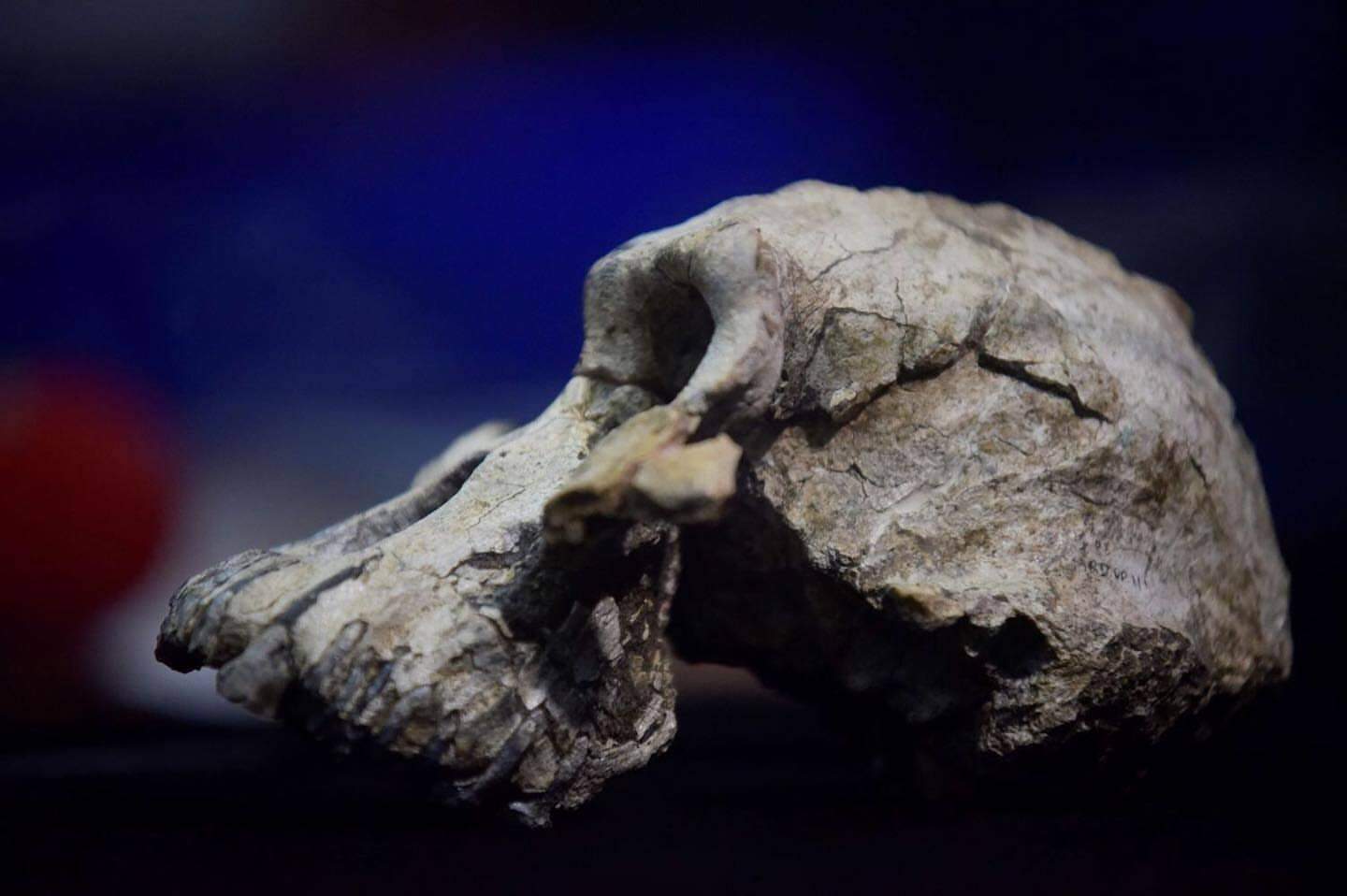 Pesquisadores descobriram crânio de um ancestral do homem que viveu há 3,8 milhões de anos na Etiópia.
