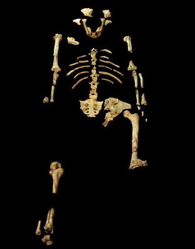 Pesquisadores descobriram crânio de um ancestral do homem que viveu há 3,8 milhões de anos na Etiópia.