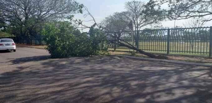 Árvore caída há 9 dias no Parque Ayrton Senna atrapalha pedestres e trânsito