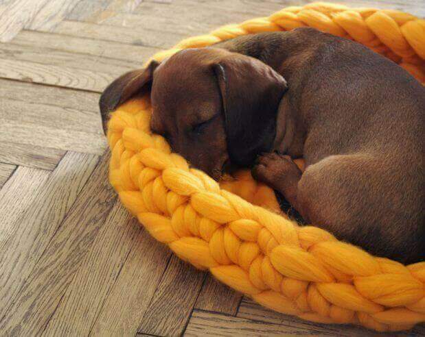 DIY: 9 maneiras de fazer uma cama para seu cãozinho