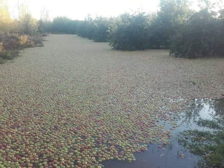 Maçãs flutuam em rio após enchente