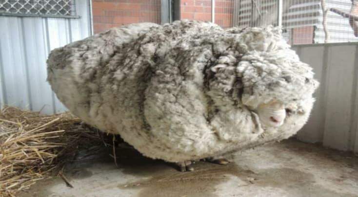 Chris, a ovelha mais peluda do mundo, morre na Austrália