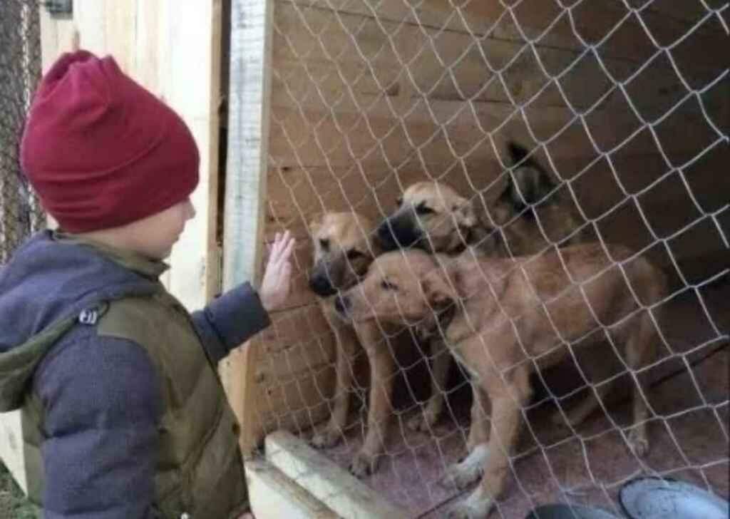 Criança pinta quadros para alimentar cães e gatos de abrigo.