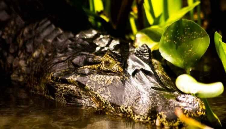 Repórter do Midiamax é finalista em concurso da WWF com foto incrível do Pantanal
