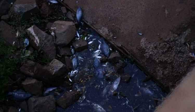 Mistério: água muda de cor e peixes aparecem mortos em córrego na Ernesto Geisel