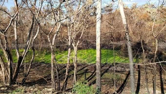 Sabe o que causa essa explosão de verde logo após as queimadas no Pantanal de MS?