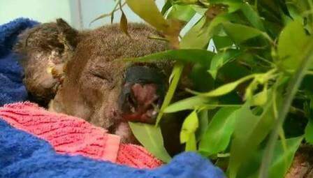 Morre coala resgatado por mulher durante incêndio florestal