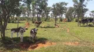 Moradores de assentamento são multados em R$ 25 mil por criar gado em área de preservação