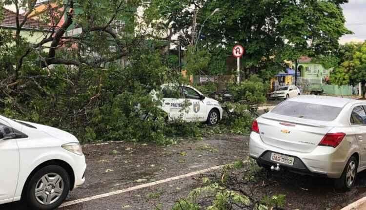 Chuvas isoladas causam ventania e queda de árvores em Campo Grande