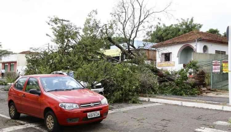 Chuvas isoladas causam ventania e queda de árvores em Campo Grande