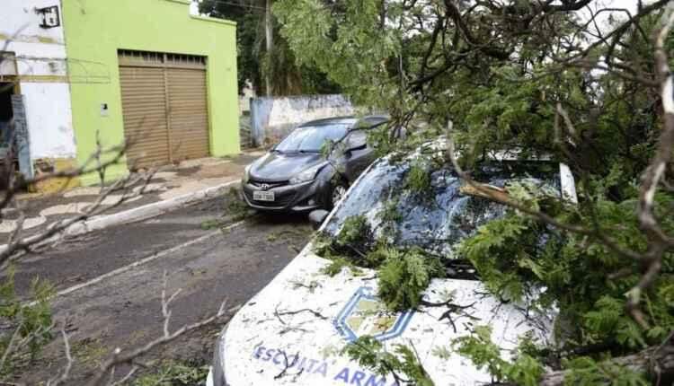 Chuvas isoladas causam ventania e queda de árvores em Campo Grande