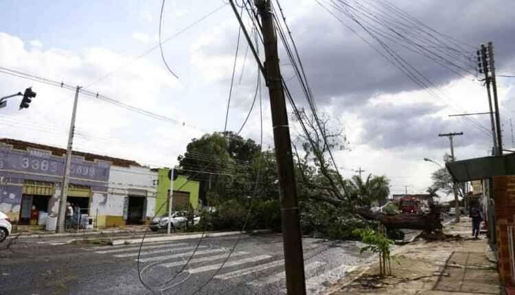 Chuvas isoladas causam ventania e queda de árvores em Campo Grande